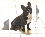 Small #1 French Bulldog