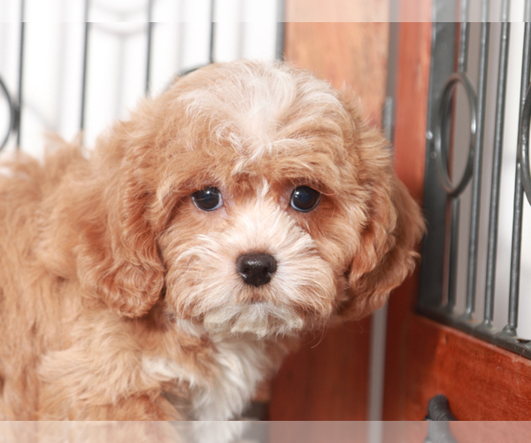 Medium Photo #3 Shih-Poo Puppy For Sale in NAPLES, FL, USA