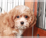 Small #2 Shih-Poo