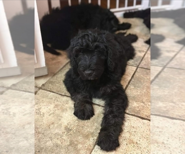 Medium Photo #6 Goldendoodle-Poodle (Standard) Mix Puppy For Sale in MANCHESTER, CT, USA