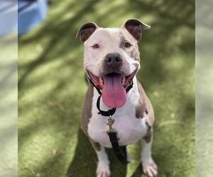 Mutt Dogs for adoption in Las Vegas, NV, USA
