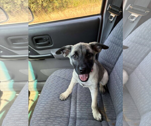 Medium Photo #2 Black Mouth Cur-Labrador Retriever Mix Puppy For Sale in Hillsboro, MO, USA