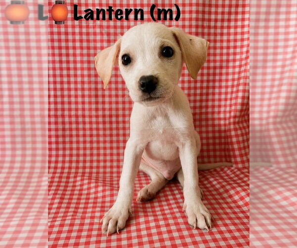 Medium Photo #7 Labbe Puppy For Sale in Aurora, IN, USA
