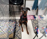 Small #5 Doberman Pinscher