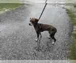 Small Beagle Mix