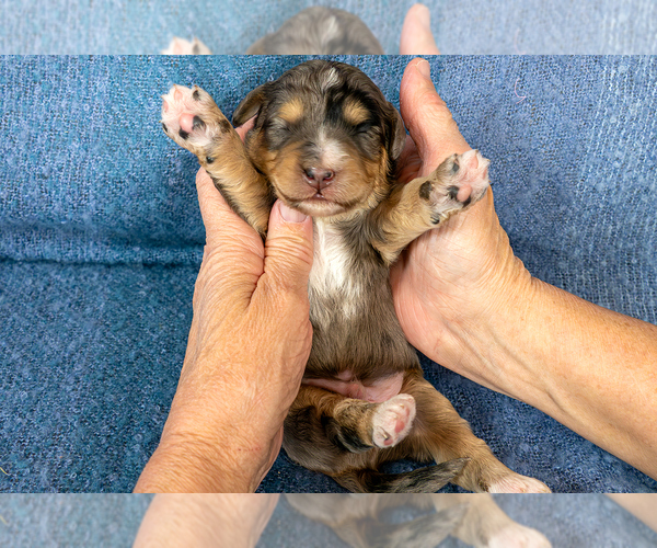 Medium Photo #3 Bernedoodle (Miniature) Puppy For Sale in ROY, UT, USA