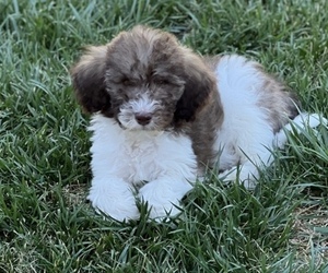Goldendoodle Puppy for sale in REDDING, CA, USA