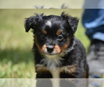 Image preview for Ad Listing. Nickname: Sir Sterling
