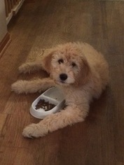Goldendoodle Puppy for sale in ZEELAND, MI, USA