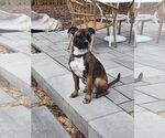Small #13 Boxer Mix