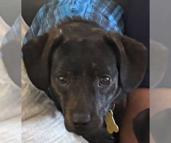 Medium Photo #2 Chihuahua-Unknown Mix Puppy For Sale in Sandy, UT, USA