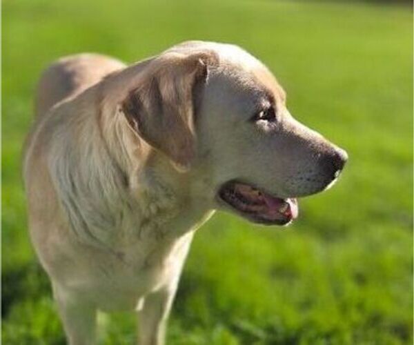Medium Photo #1 Borador Puppy For Sale in FORTUNA, CA, USA