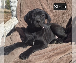 Cane Corso Puppy for sale in MINERAL WELLS, WV, USA
