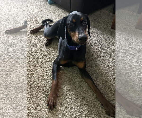 Medium Photo #2 Doberman Pinscher Puppy For Sale in Minneaoplis, MN, USA