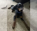 Small #1 Doberman Pinscher