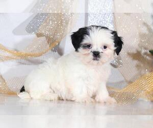 Shih Apso Puppy for sale in BEL AIR, MD, USA