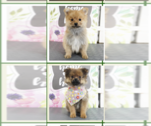 Pomeranian Puppy for sale in SOUTHWEST RANCHES, FL, USA