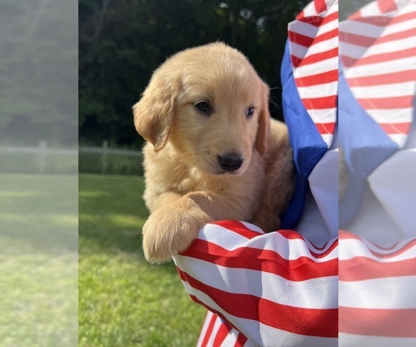 Medium Photo #6 Golden Retriever Puppy For Sale in NEOLA, WV, USA