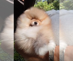 Pomeranian Puppy for sale in BEVERLY HILLS, CA, USA