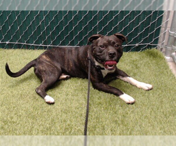 Medium Photo #1 Mutt Puppy For Sale in Downey, CA, USA