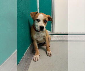 Mutt Dogs for adoption in Oklahoma City, OK, USA