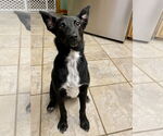 Small #2 Mutt