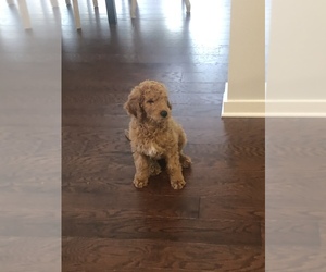 Poodle (Standard) Puppy for sale in NASHVILLE, TN, USA