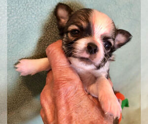 Chihuahua Puppy for sale in NEWVILLE, PA, USA