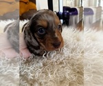 Small #2 Dachshund