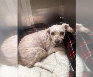 Poodle (Toy) Dogs for adoption in Denver, CO, USA