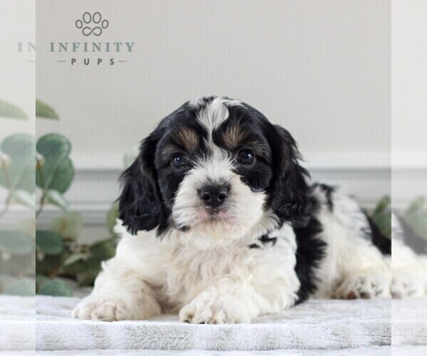 Medium Photo #1 Cavachon Puppy For Sale in GORDONVILLE, PA, USA