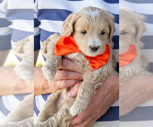 Goldendoodle (Miniature) Puppy for sale in ROY, UT, USA