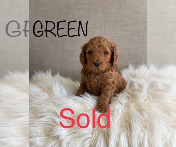 Medium Photo #10 Goldendoodle (Miniature) Puppy For Sale in SYRACUSE, UT, USA