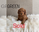 Small Photo #10 Goldendoodle (Miniature) Puppy For Sale in SYRACUSE, UT, USA