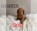 Small #9 Goldendoodle (Miniature)