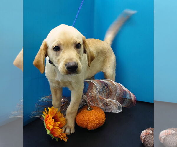 Medium Photo #3 Labralas Puppy For Sale in Attalka, AL, USA