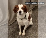 OK/Birk - Male Brittany Dog for Adoption - Small photo