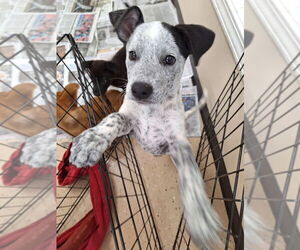Mutt Dogs for adoption in Mundelein, IL, USA