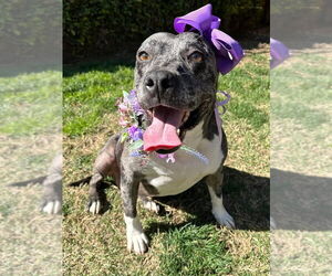 American Pit Bull Terrier-Unknown Mix Dogs for adoption in Redlands, CA, USA