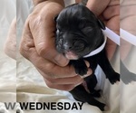 Puppy Wednesday Boxer