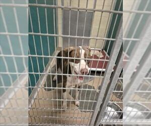 Pointer-Unknown Mix Dogs for adoption in Texas City, TX, USA