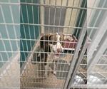 Small Pointer Mix