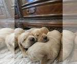 Small #3 Golden Retriever