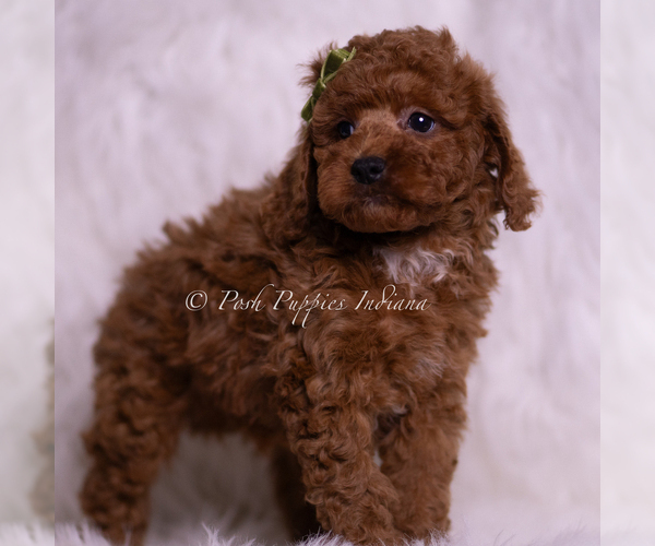 Medium Photo #36 Poodle (Toy) Puppy For Sale in WARSAW, IN, USA