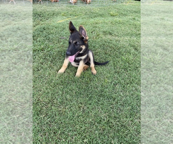 Medium Photo #3 German Shepherd Dog Puppy For Sale in WOLFE CITY, TX, USA