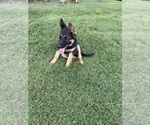 Small #2 German Shepherd Dog
