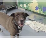 Small Photo #1 Collie-Labrador Retriever Mix Puppy For Sale in Waco, TX, USA