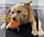 Small #4 Cocker Spaniel Mix