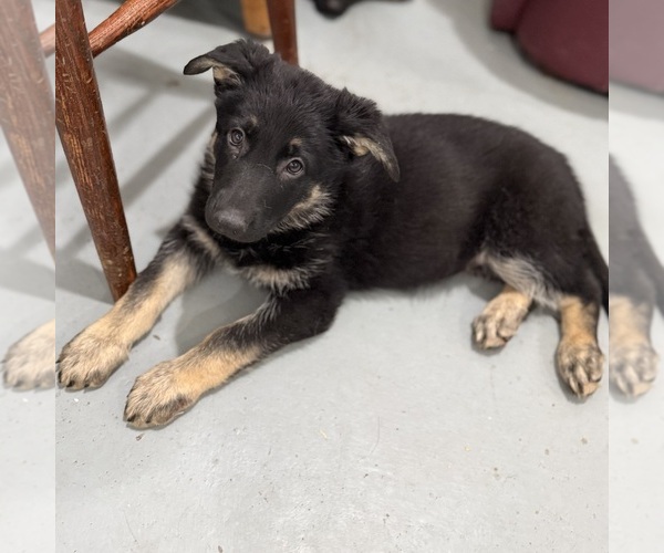 Medium Photo #39 German Shepherd Dog Puppy For Sale in BRIGHTON, CO, USA