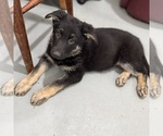 Small Photo #39 German Shepherd Dog Puppy For Sale in BRIGHTON, CO, USA